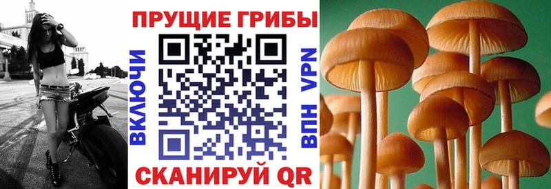 Галлюциногенные грибы GOLDEN TEACHER  Купить закладки  Питкяранта 